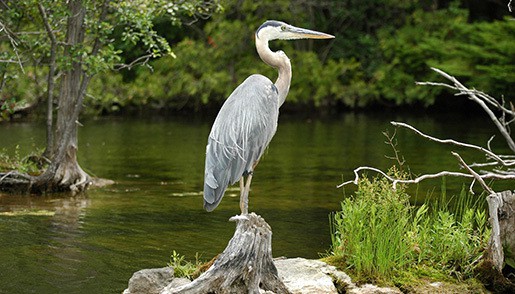 little blue heron